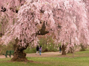 Newark_cherry_blossoms